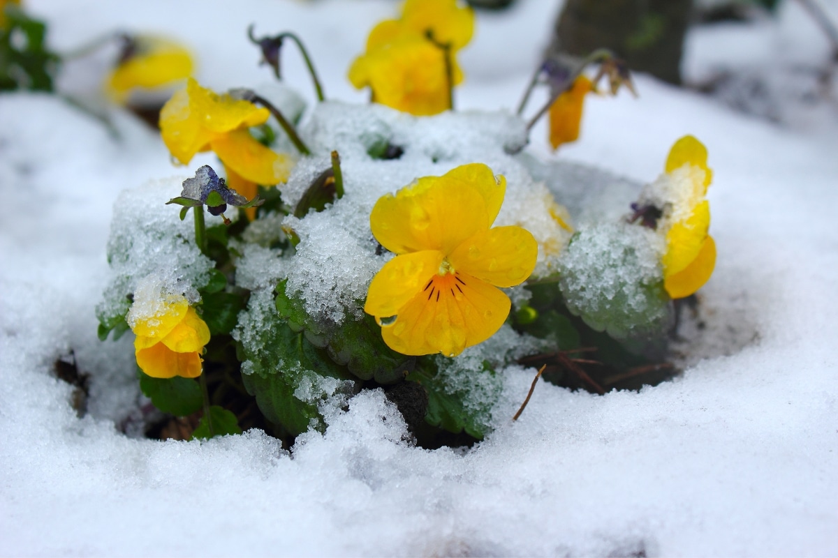 Jardin sous la neige ? Techniques infaillibles pour préserver vos plantes !