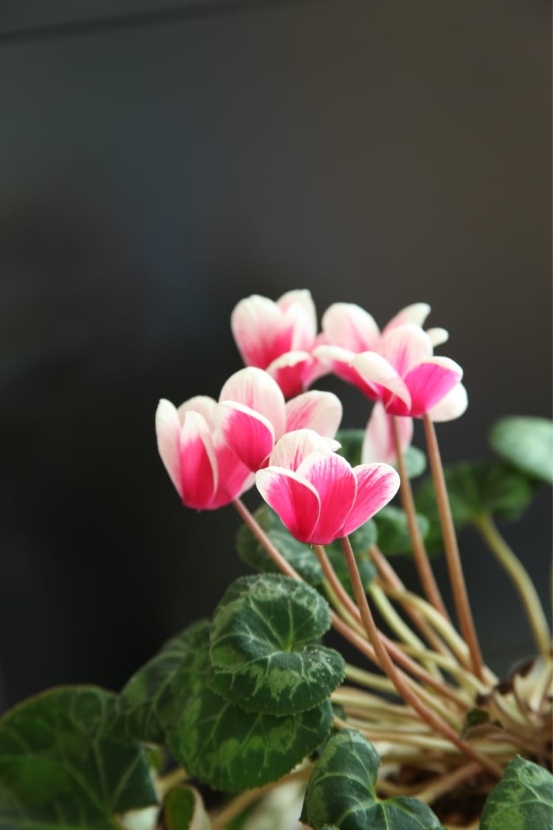 Le cyclamen