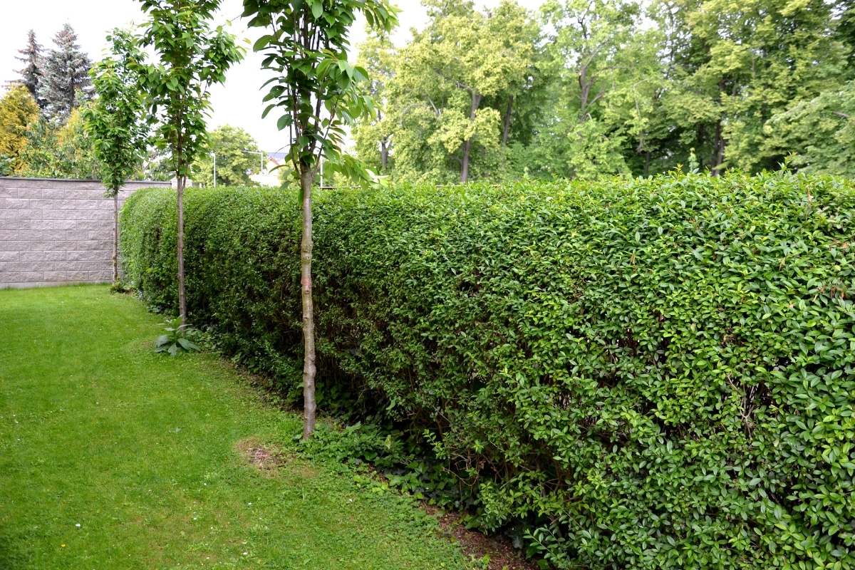 Le Ligustrum Ovalifolium pour votre haie ? L'arbuste alliant beauté et robustesse assurée !