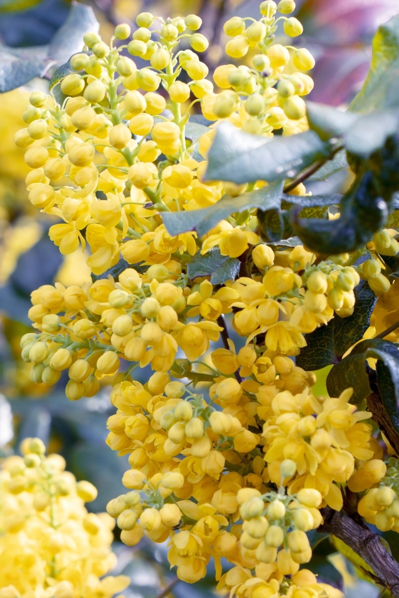 Le mahonia