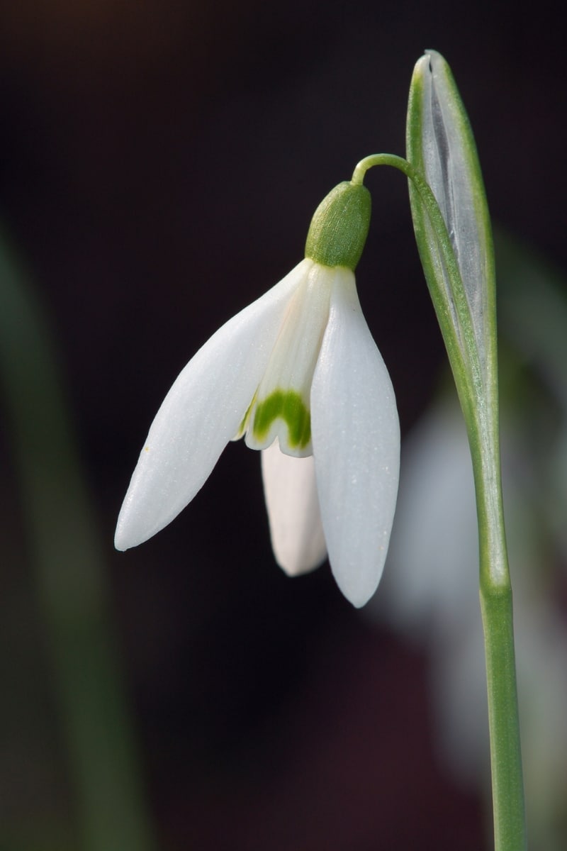 Le perce-neige