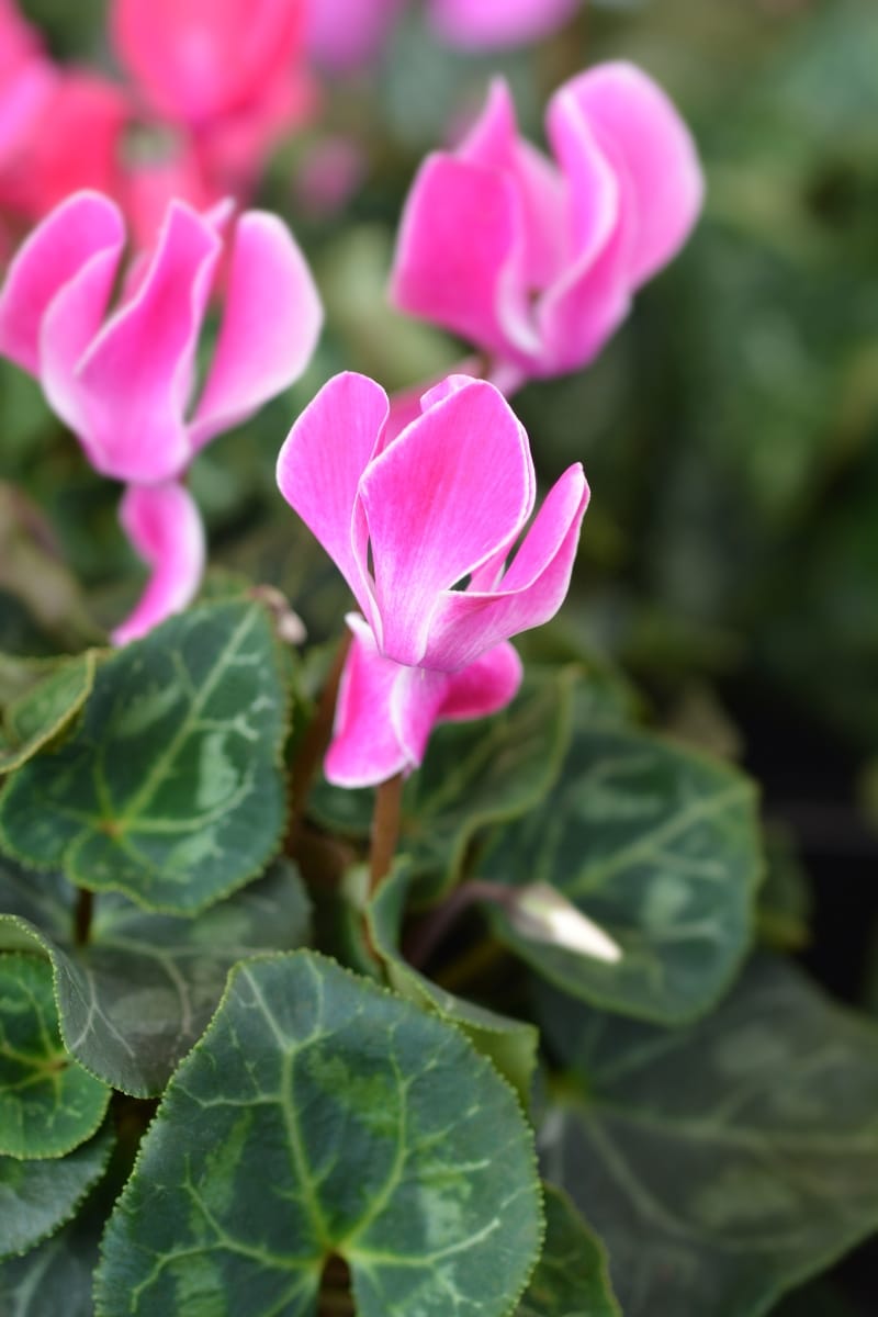 Les cyclamens