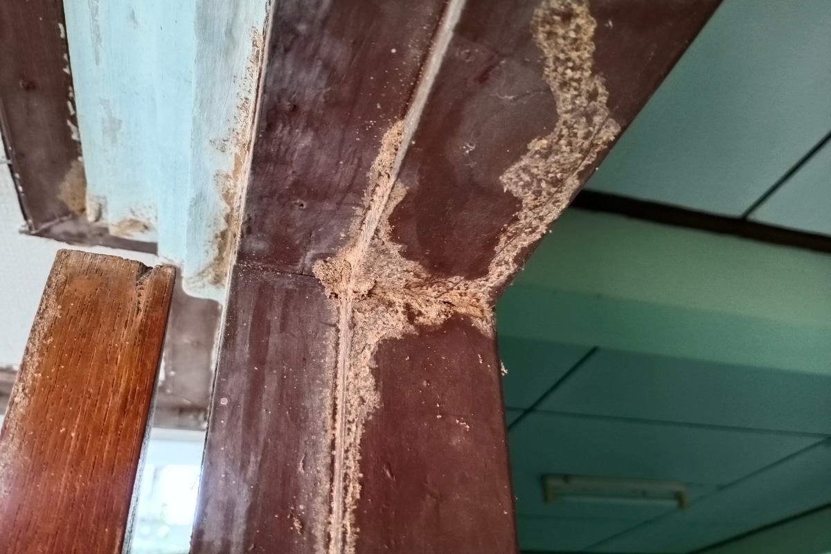 Les termites envahissent votre maison Les signes d'alerte et les solutions pour les éradiquer rapidement !