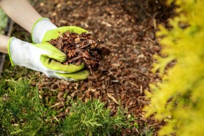 Paillage avec feuilles de bambou ? La solution écologique et efficace pour protéger vos plantes !