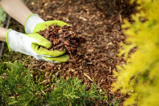 À épingler : Paillage avec feuilles de bambou ? La solution écologique et efficace pour protéger vos plantes !