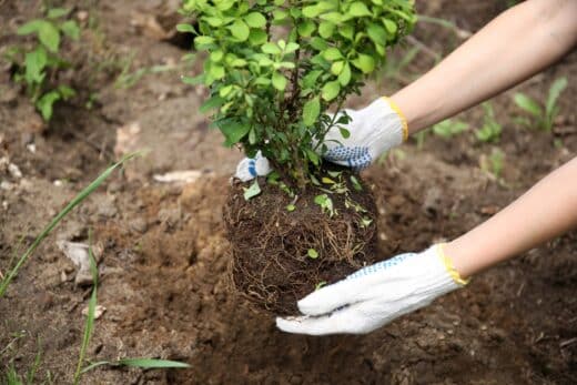 À épingler : Planter en novembre ? Les fleurs et arbustes idéaux à absolument mettre en terre !