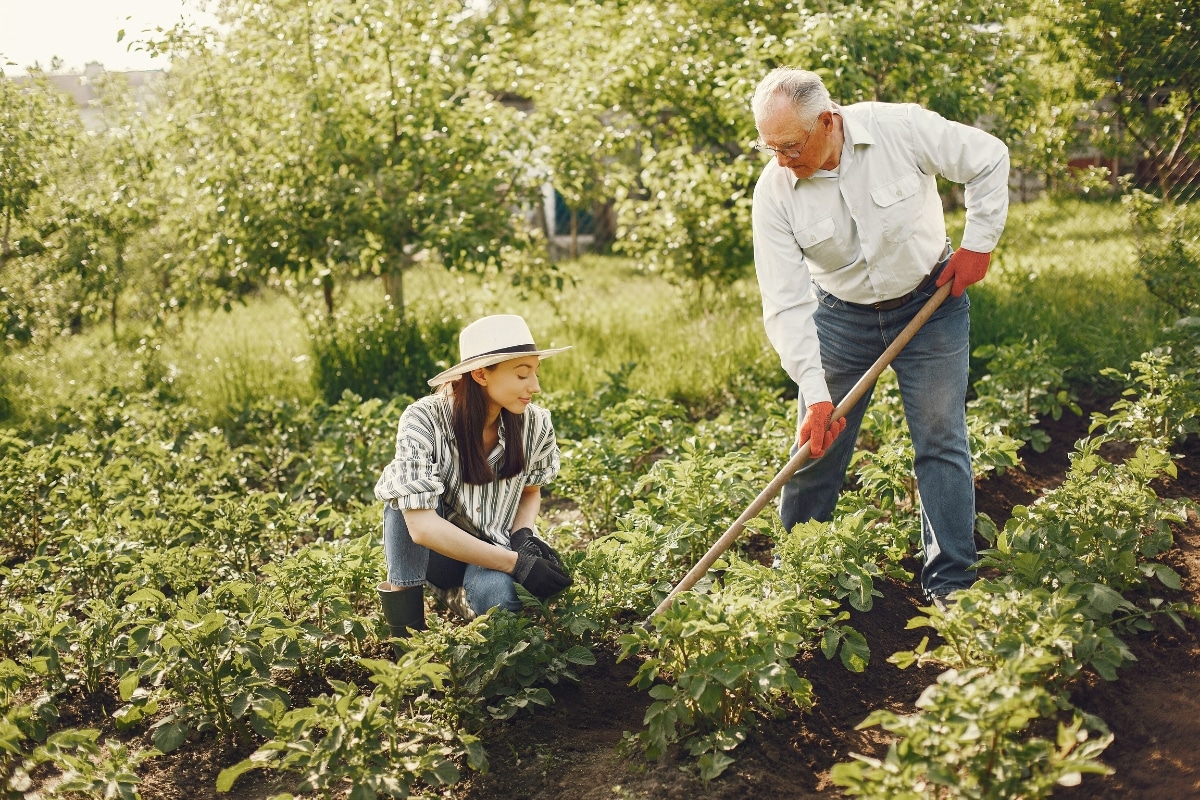 Que faire dans votre potager en novembre Semis, plantations et entretien hivernal !