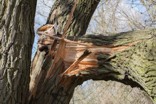À épingler : Peut-on « réparer » les branches cassées d’un arbre ?