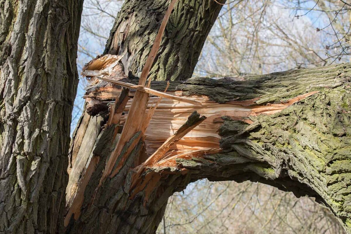 Peut on réparer une branche d'arbre cassée ?