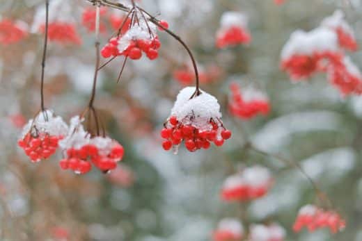À épingler : Sauvez vos arbustes à baies du gel : les secrets d’un hiver serein !