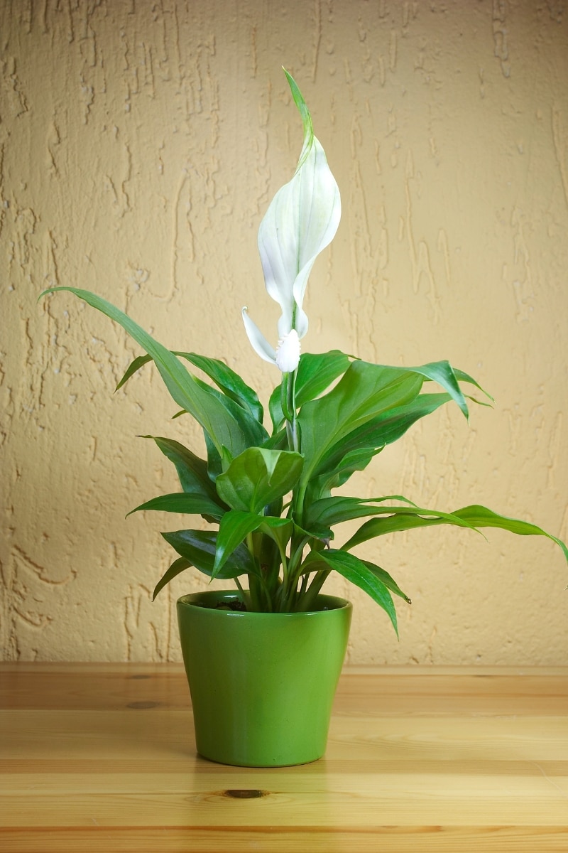 spathiphyllum