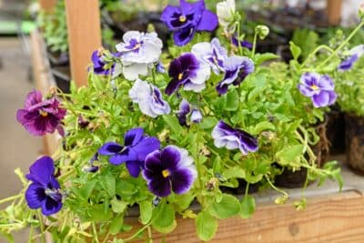 Un jardin coloré même en hiver Voici les fleurs robustes à planter en novembre !