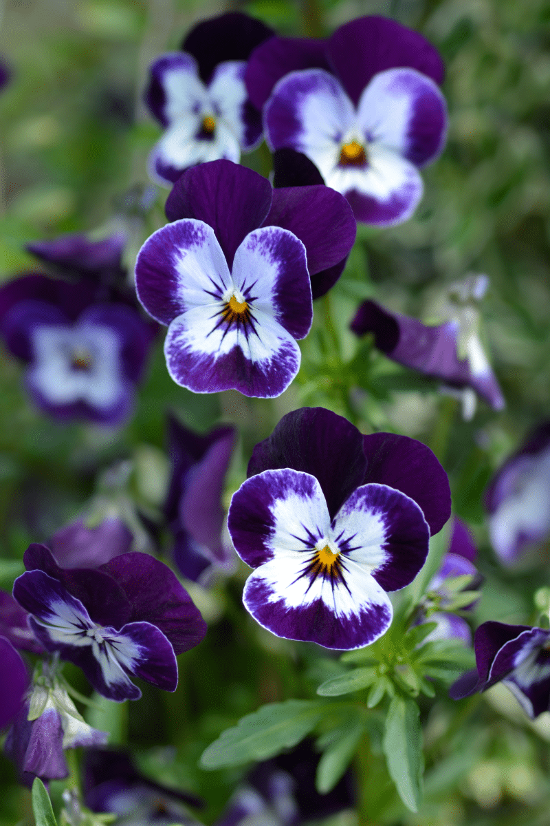 violette cornue