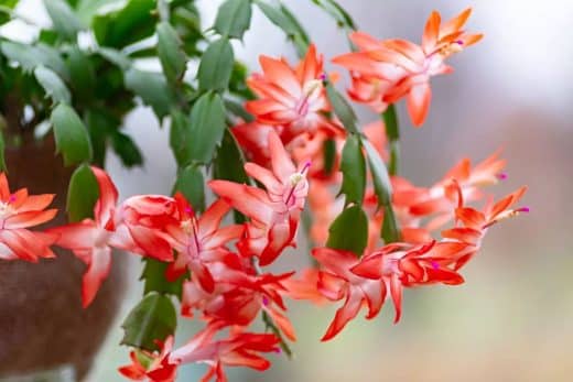 À épingler : Votre cactus de Noël en péril ? Voici comment le protéger du temps hivernal !