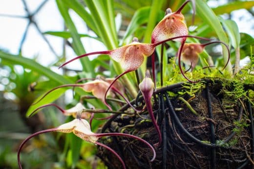 À épingler : Vous avez des orchidées « tête de singe » ? Cultivez-les comme des pros avec ces secrets d’un entretien réussi !