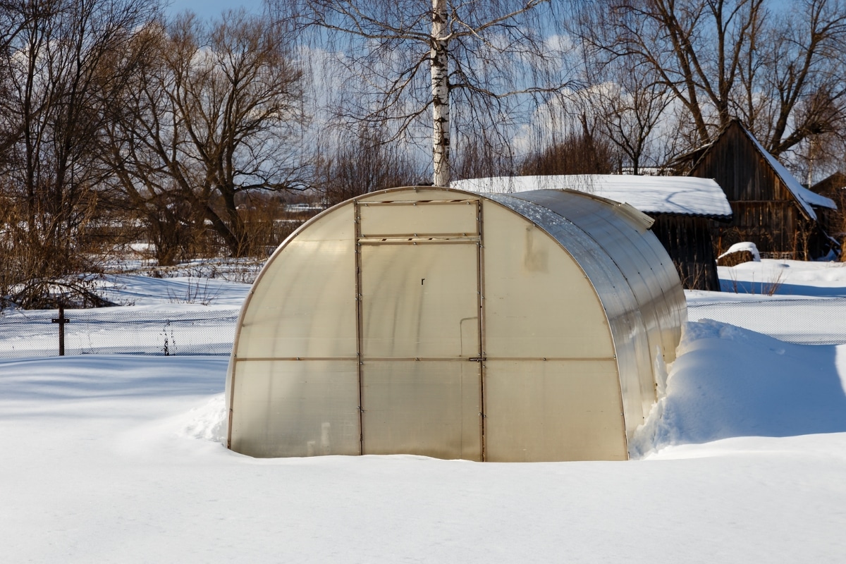 Aérer votre serre en hiver ? Conseils cruciaux pour éviter la moisissure et sauver vos récoltes !