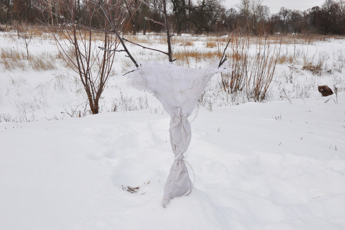 Alerte gel ! Le voile d'hivernage, la solution pour un jardin protégé des frimas de l'hiver !