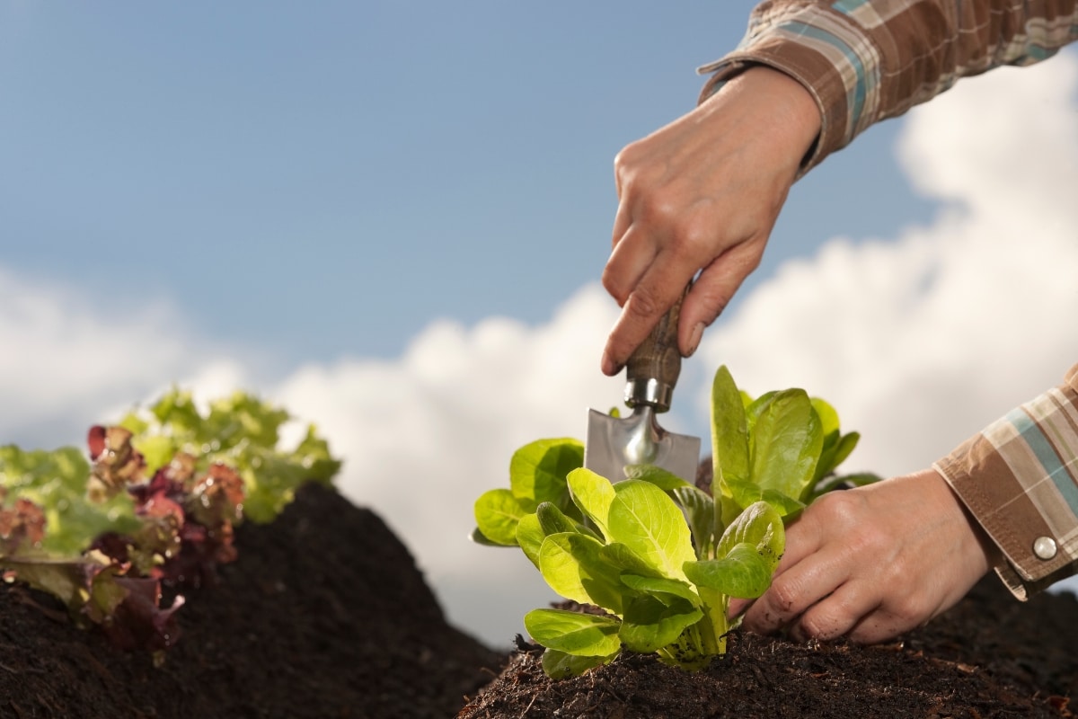 Alerte jardiniers ! Voici les légumes à cultiver cet hiver pour une récolte printanière garantie !