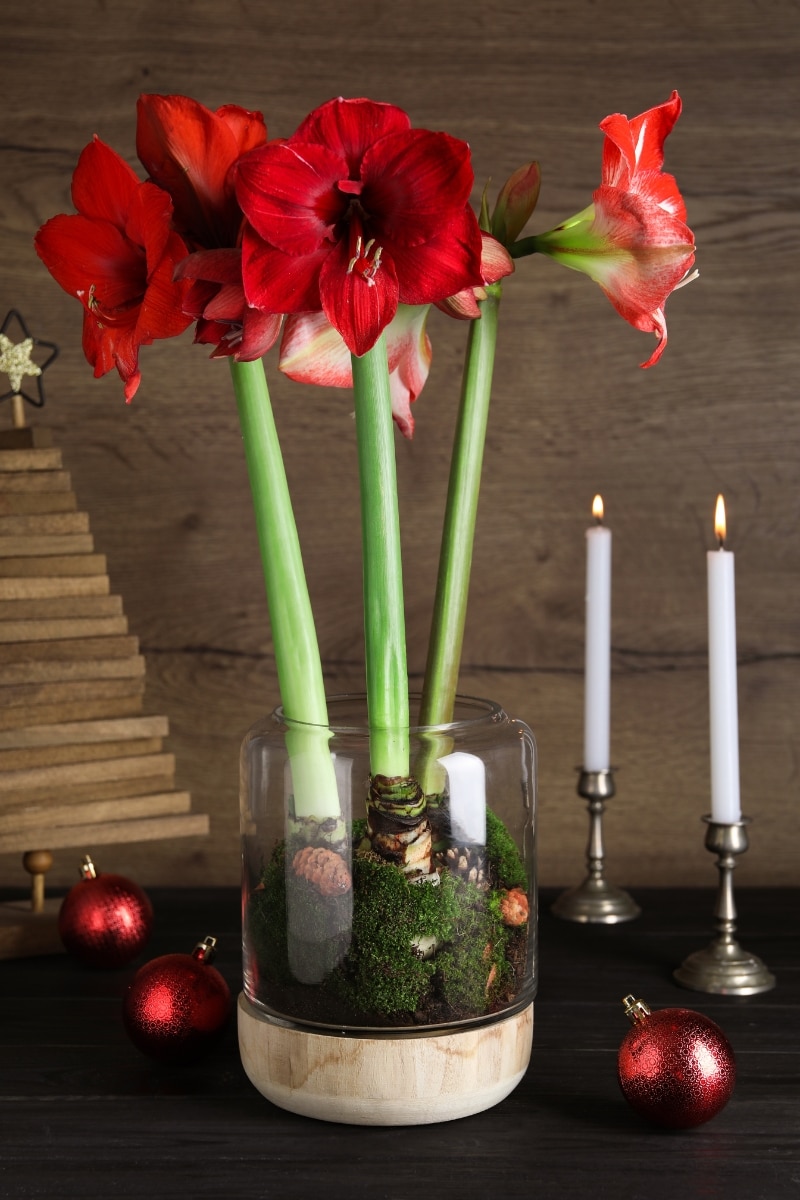 Amaryllis dans un vase