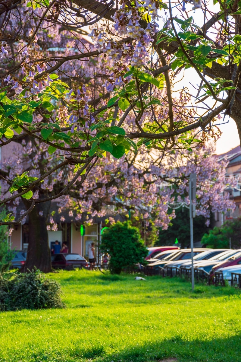 Arbre Paulownia