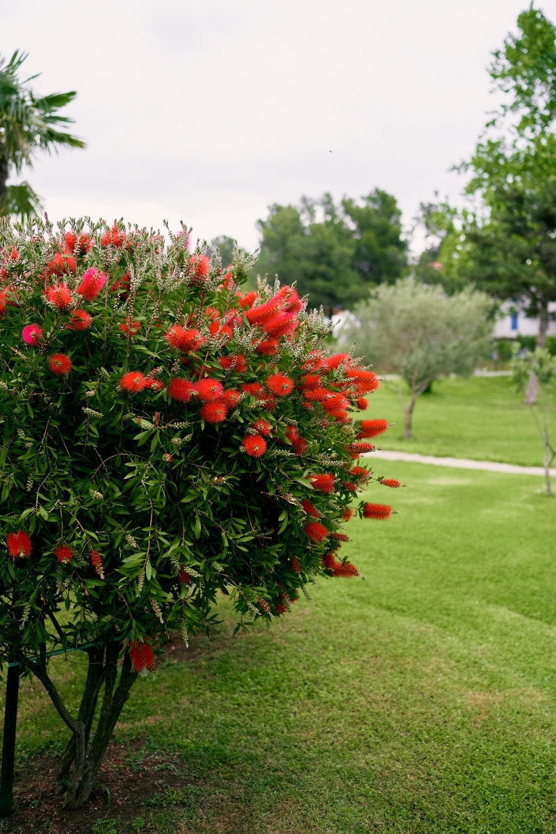 arbuste callistemon