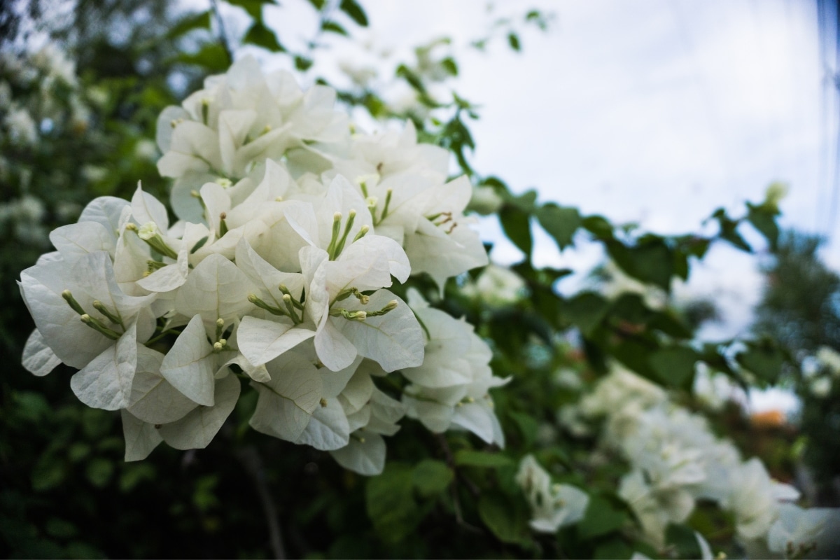Arbustes blancs en hiver : Ces variétés robustes à choisir pour un jardin éclatant ?