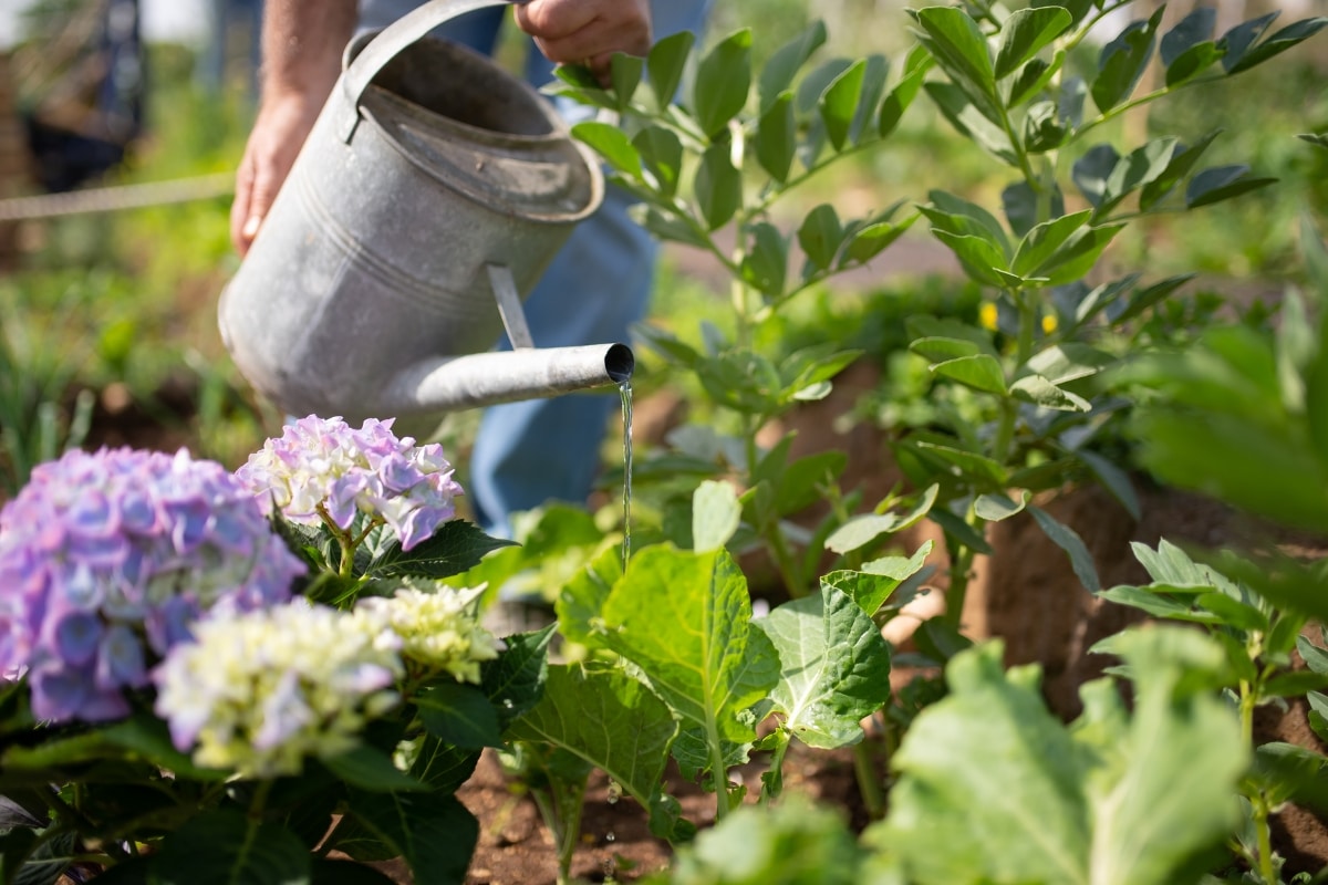 Arrosage des plantes en hiver : les erreurs fatales à éviter pour un jardin florissant !