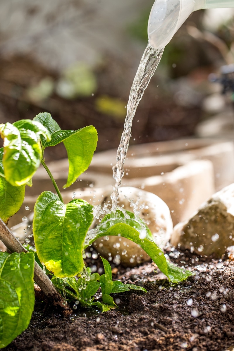 Arroser les plantes