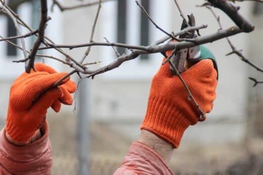 À épingler : Attention jardiniers ! Ces arbres à ne surtout pas tailler en décembre !