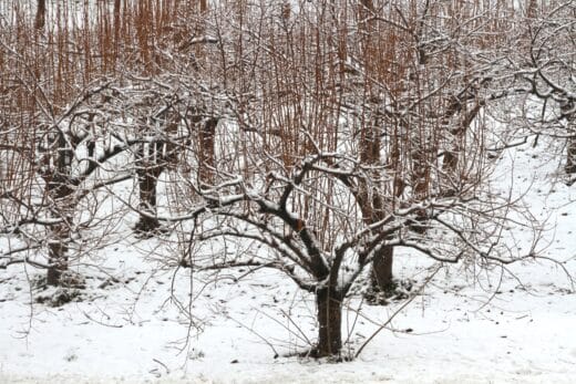 À épingler : Attention jardiniers ! Protégez vos arbres fruitiers du froid de l’hiver avec ces conseils infaillibles !