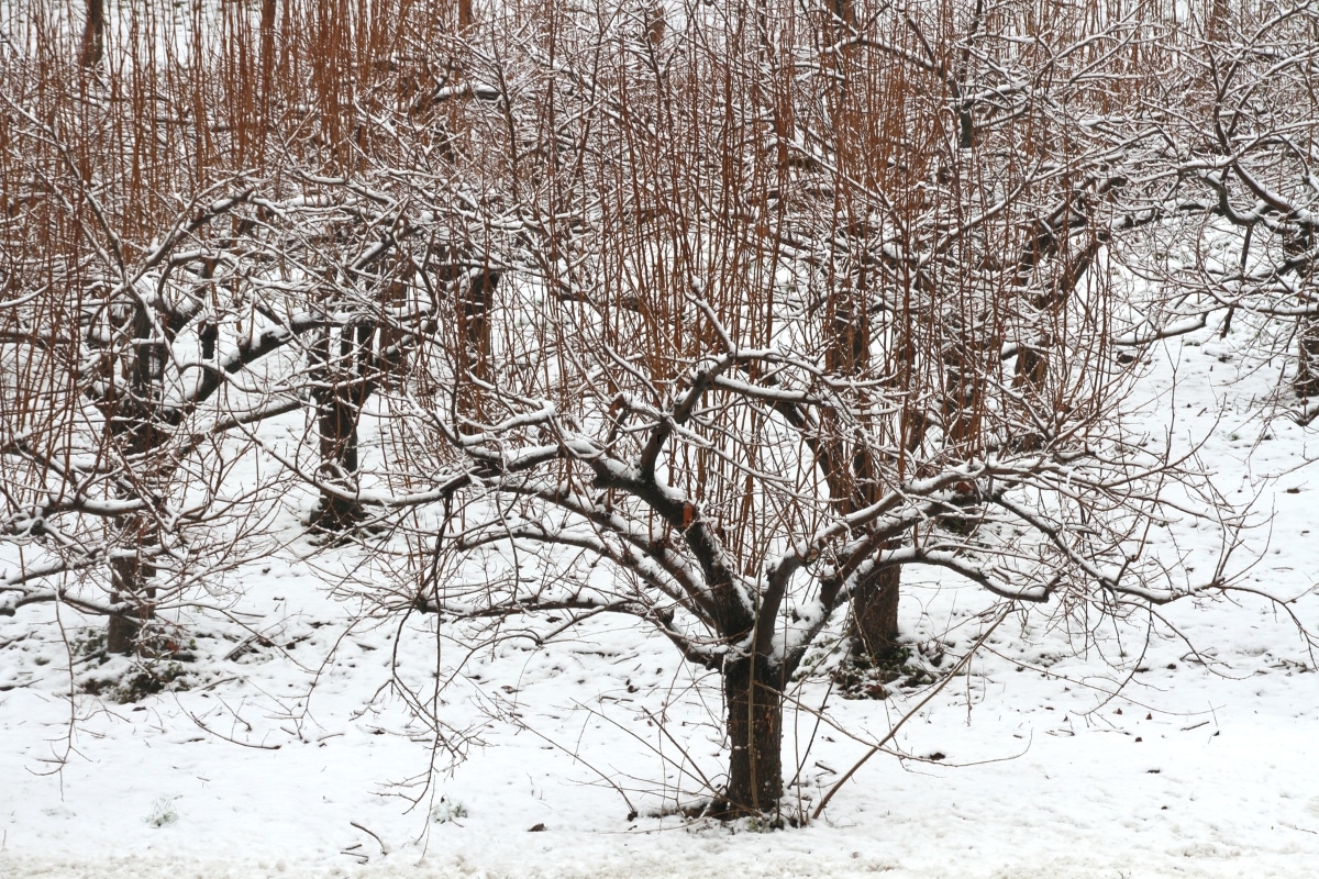 Attention jardiniers ! Protégez vos arbres fruitiers du froid de l'hiver avec ces conseils infaillibles !
