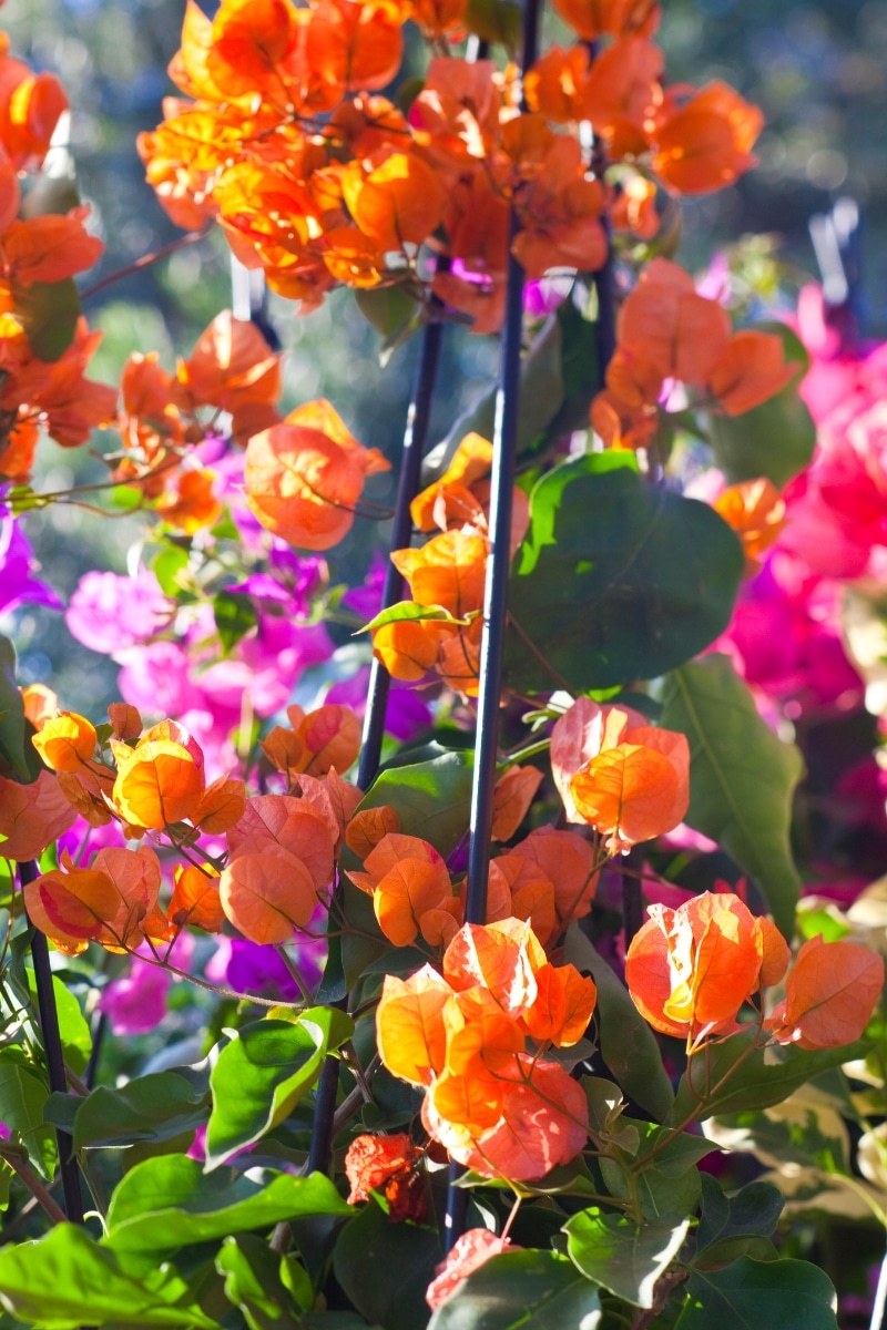 bougainvillier orange