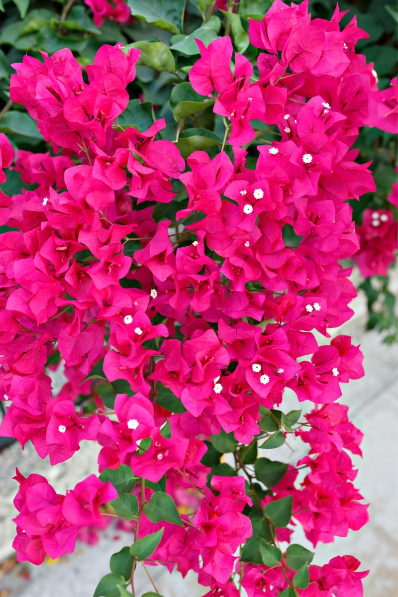 bougainvillier rose