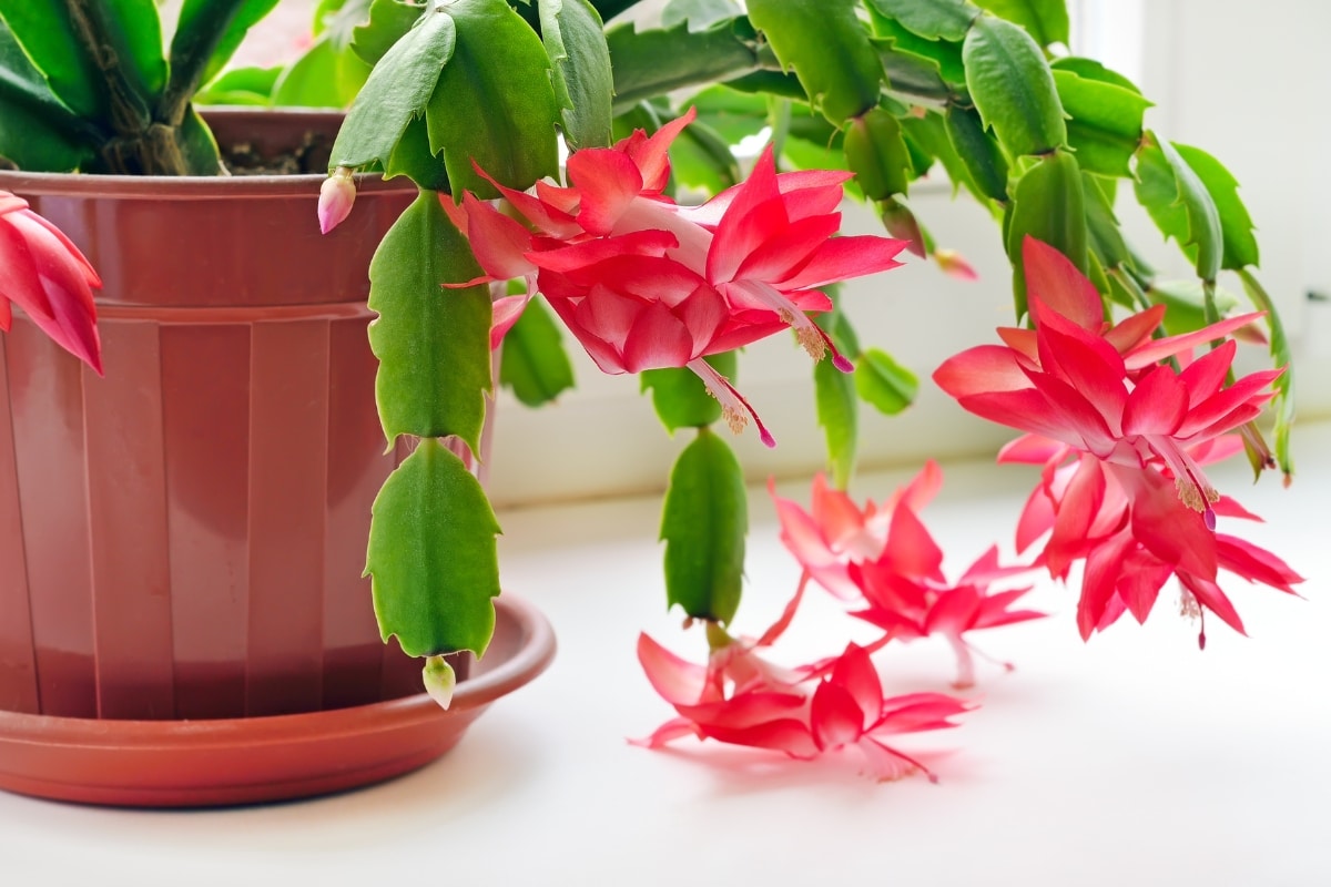 Cactus de Noël : techniques simples pour le bouturer pour une future floraison spectaculaire !