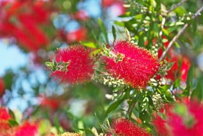 Callistemon : astuces infaillibles pour un bouturage sans fautes !