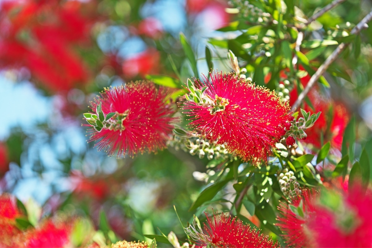 Callistemon : astuces infaillibles pour un bouturage sans fautes !