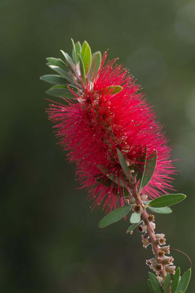 callistemon