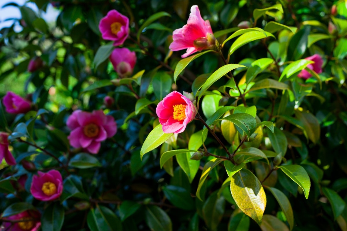 Camélias en pleine santé en hiver ? Guide complet pour les faire fleurir toute l'année !