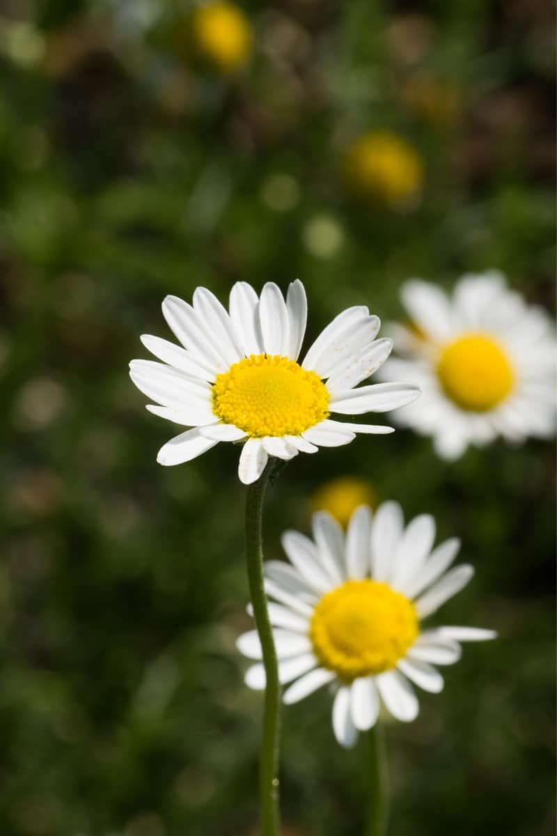 Camomille Romaine