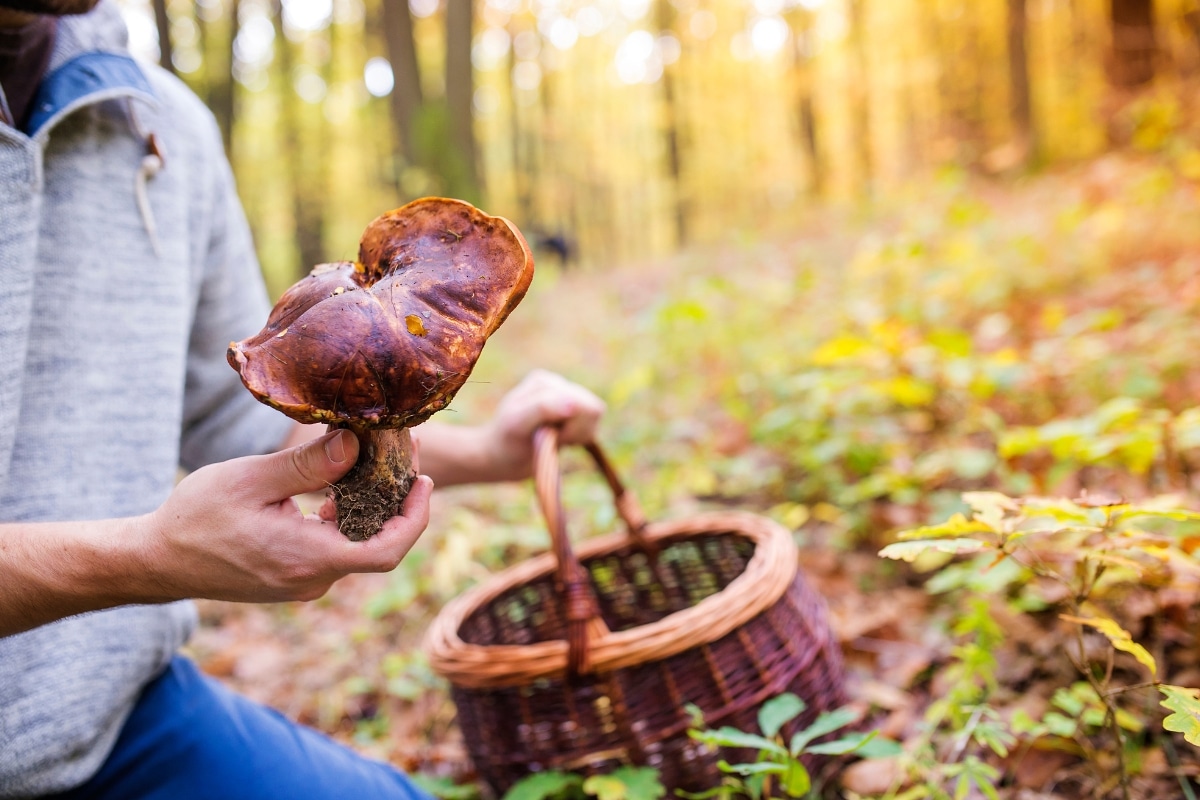 Ces 5 champignons comestibles à cueillir en forêt en hiver sans risque !