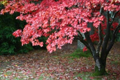 Ces arbres à mettre en terre en décembre pour égayer votre jardin cet hiver !