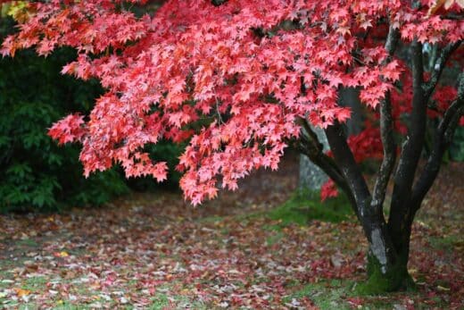 À épingler : Ces arbres à mettre en terre en décembre pour égayer votre jardin cet hiver !