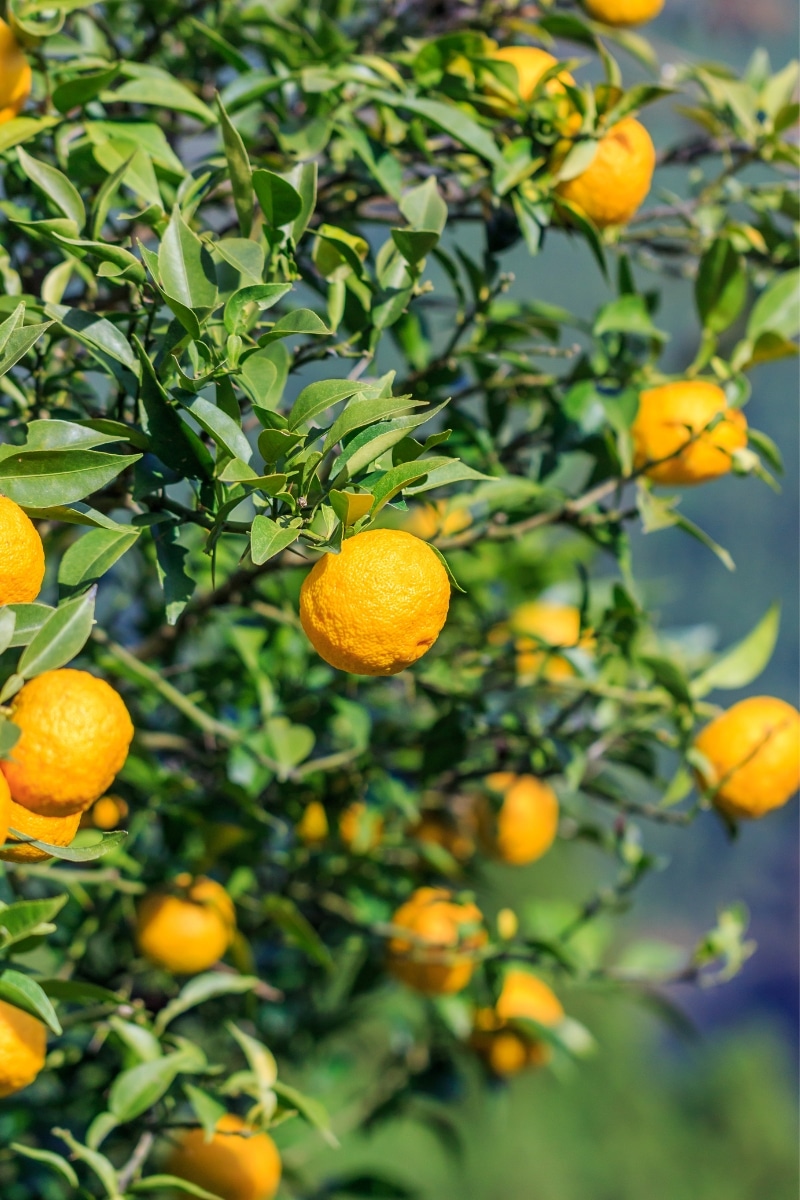 Citrus junos « yuzu »