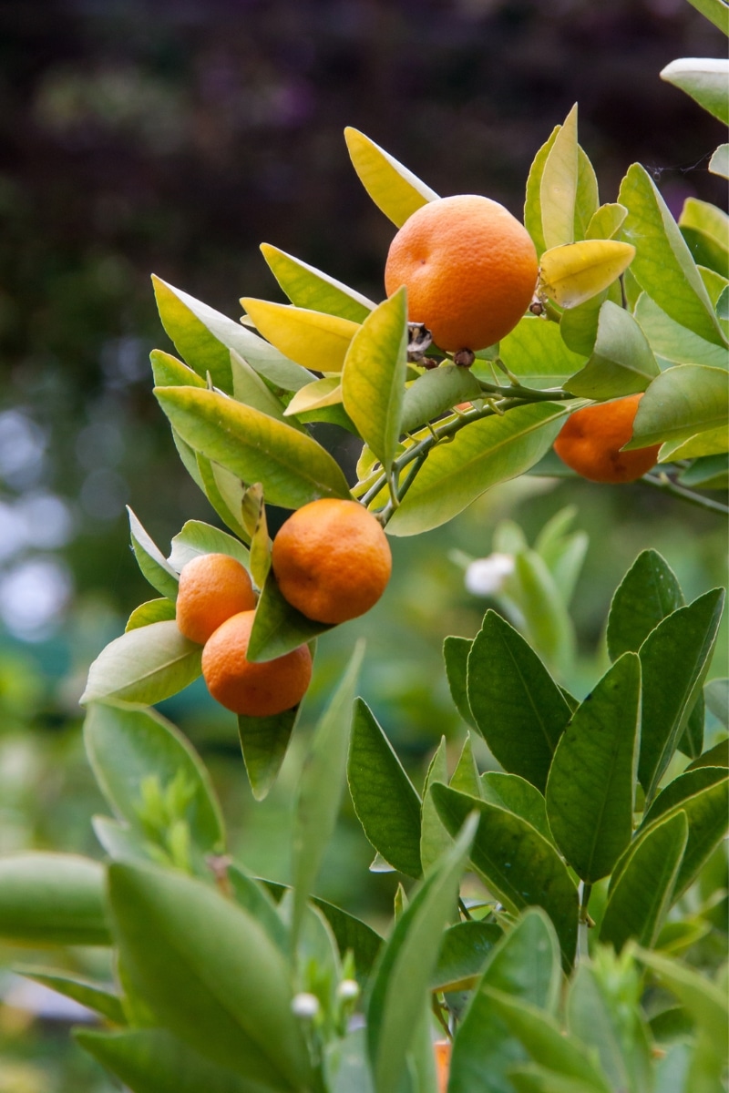 Citrus reticulata « Changsha »