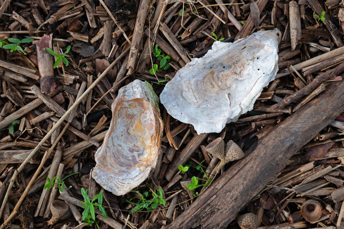 Coquilles d'huîtres au jardin ? L'engrais naturel miracle que vous ignorez !