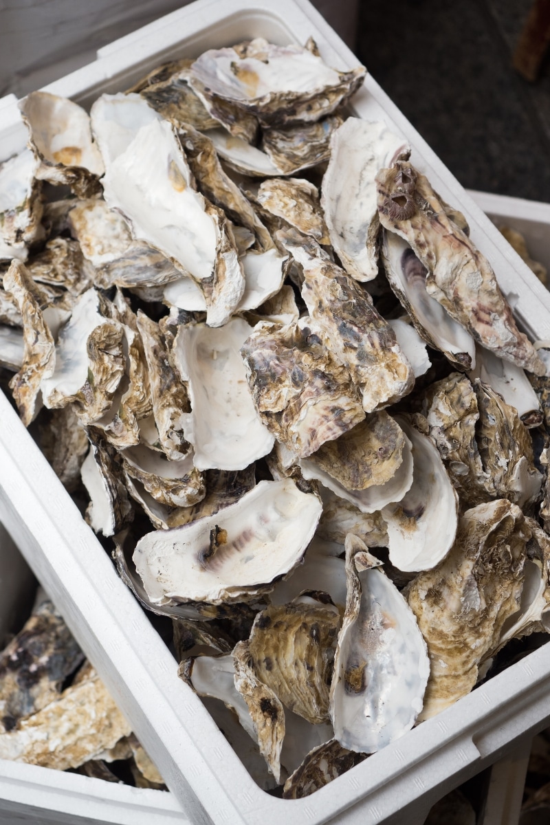 coquilles d'huîtres