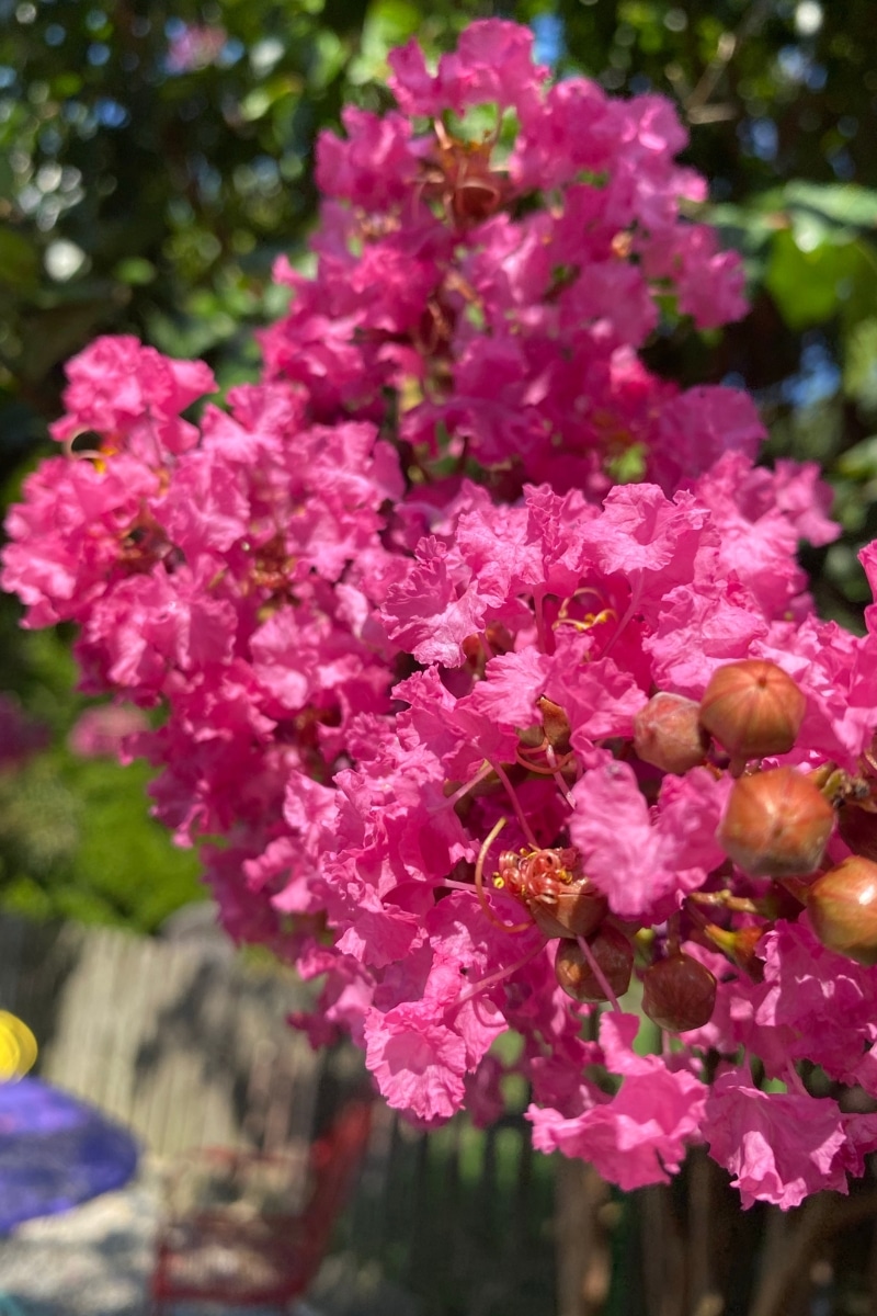 Crêpe Myrte (rose vif) 