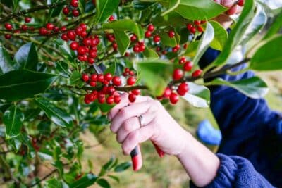 Cueillette de houx pour Noël Les règles légales à ne pas ignorer avant d'en faire la collecte en forêt !