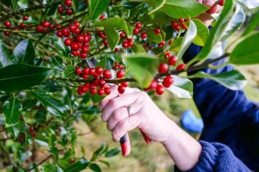 À épingler : Cueillette de houx pour Noël ? Les règles légales à ne pas ignorer avant d’en faire la collecte en forêt !