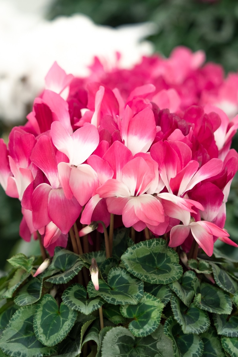 Cyclamen en pot